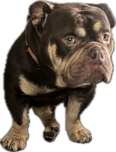 Archie — Pocket Bully sire